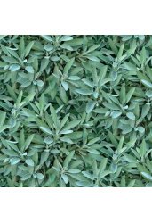 680e-sage_234933905