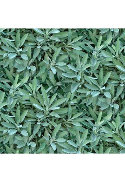 680e-sage_234933905